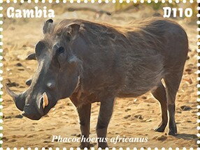 Phacochoerus africanus