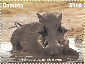 Phacochoerus africanus