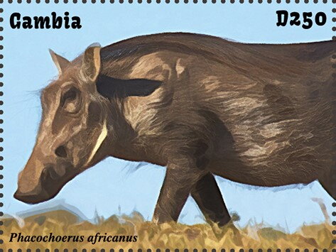 Phacochoerus africanus