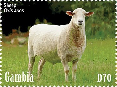Sheep (Ovis aries)