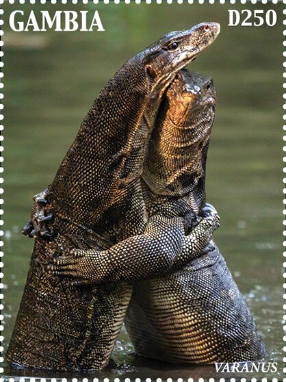 Varanus