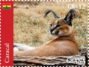 Caracal (Caracal caracal)