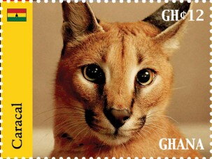 Caracal (Caracal caracal)