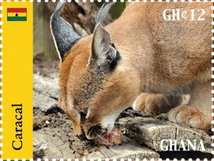 Caracal (Caracal caracal)
