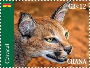 Caracal (Caracal caracal)