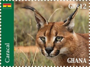 Caracal (Caracal caracal)