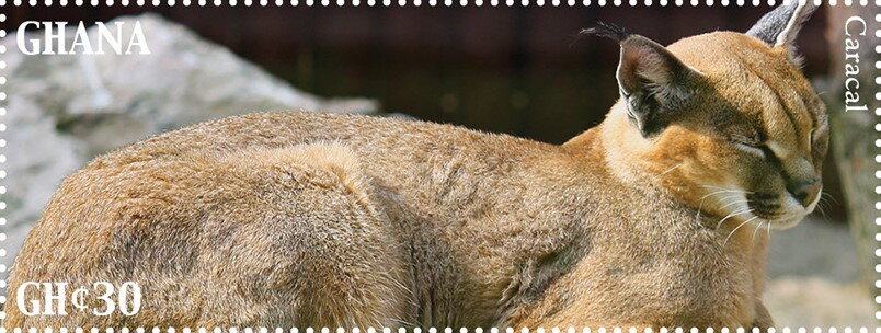 Caracal (Caracal caracal)