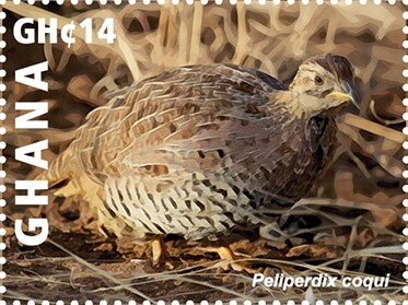 Coqui Francolin (Peliperdix coqui)