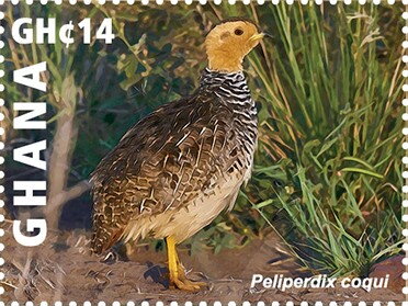 Stamp, Coqui Francolin (Peliperdix coqui), Ghana,  , Animals (Fauna), Birds