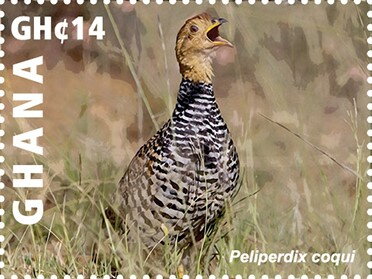 Coqui Francolin (Peliperdix coqui)