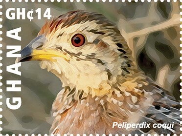 Coqui Francolin (Peliperdix coqui)