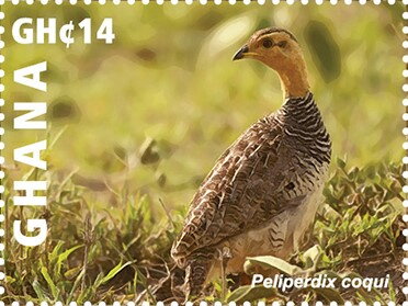 Stamp, Coqui Francolin (Peliperdix coqui), Ghana,  , Animals (Fauna), Birds