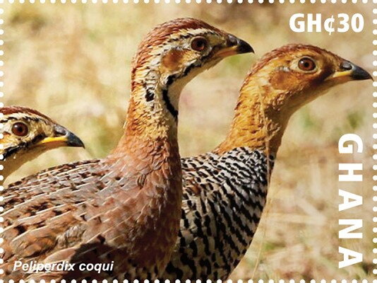 Coqui Francolin (Peliperdix coqui)