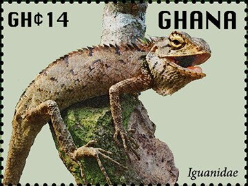 Iguanidae