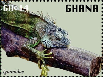 Iguanidae