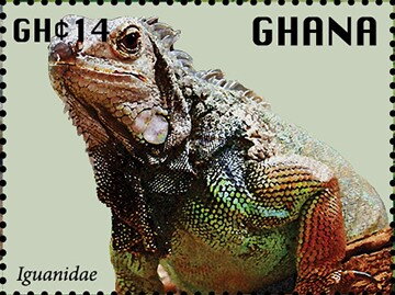 Iguanidae