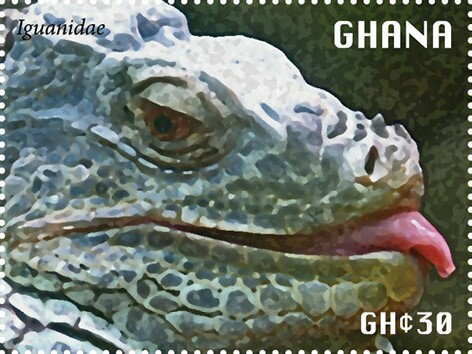 Iguanidae