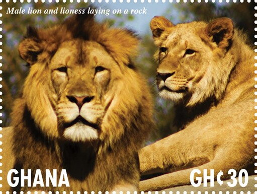Male Lion and lioness laying on a rock