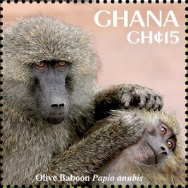Olive Baboon (Papio anubis)