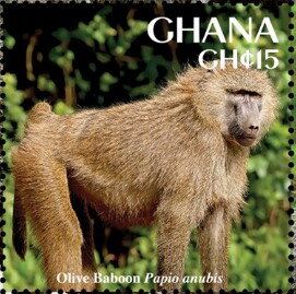 Olive Baboon (Papio anubis)