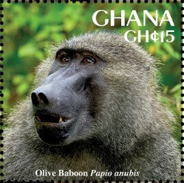 Olive Baboon (Papio anubis)