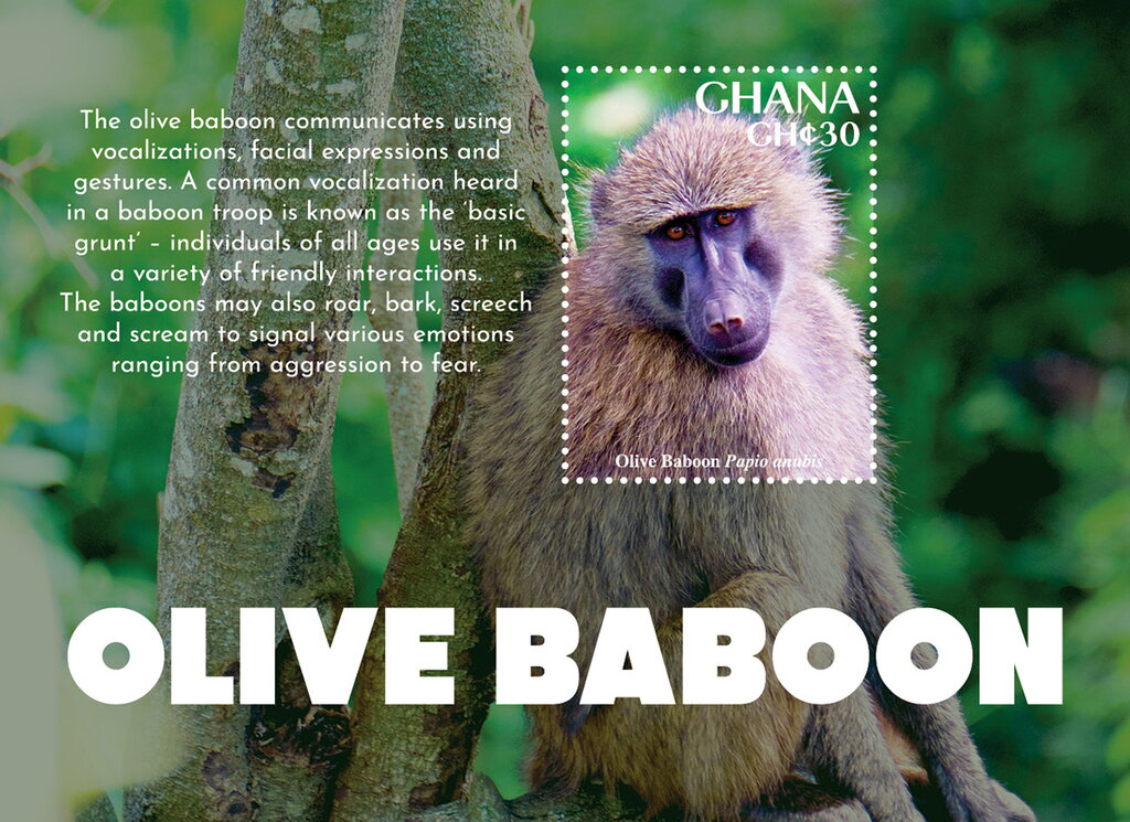 Olive Baboon (Papio anubis)