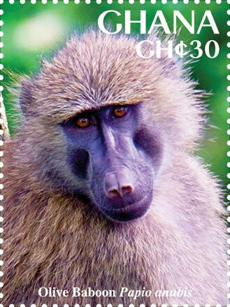 Olive Baboon (Papio anubis)