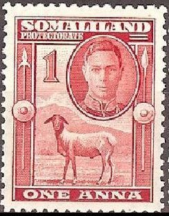 George VI, Black-headed Somalisheep (Ovis orientalis aries)