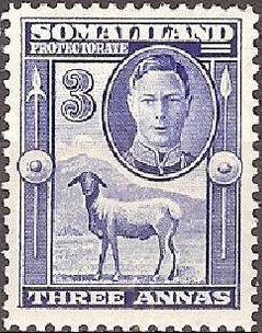 George VI, Black-headed Somalisheep (Ovis orientalis aries)