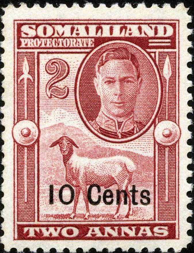 George VI, Black-headed Somalisheep (Ovis orientalis aries) 