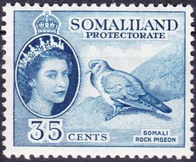 Somali Pigeon (Columba oliviae) 