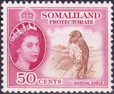 Martial Eagle (Polemaetus bellicosus)