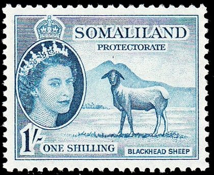 Black-headed Somalisheep (Ovis orientalis aries)