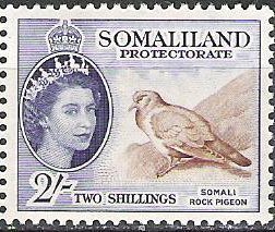 Somali Pigeon (Columba oliviae) 