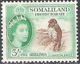 Martial Eagle (Polemaetus bellicosus)