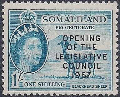 Black-headed Somalisheep (Ovis orientalis aries)