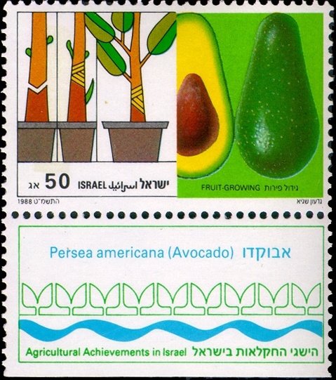 "Fruit Growing" - Avocado (Persea americana)