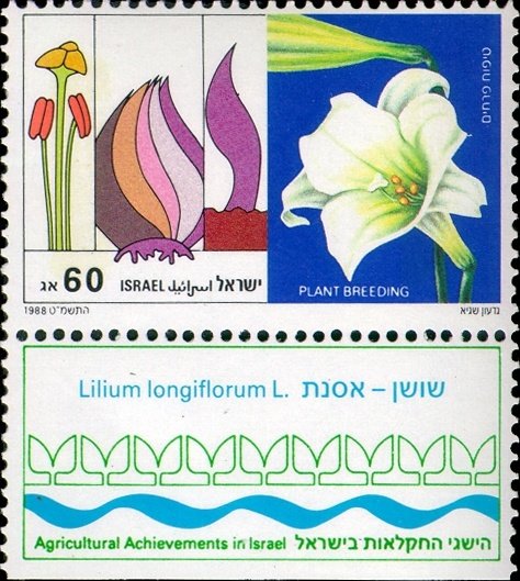 "Plant Breeding" - Easter Lily (Lilium longiflorum)