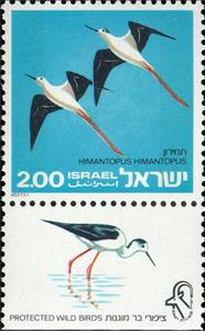 Stamp with Collectible Margin, Black-winged Stilt (Himantopus himantopus), Israel,  , Animals (Fauna), Birds
