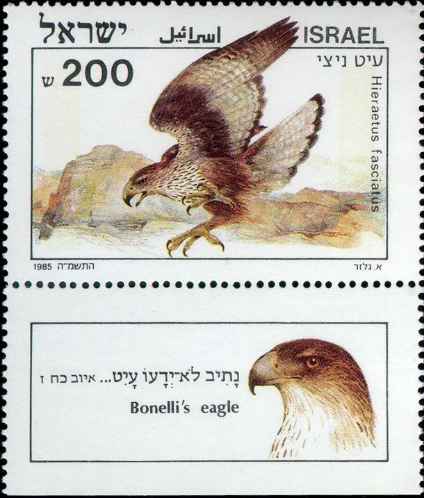Bonelli's Eagle (Hieraetus fasciatus)