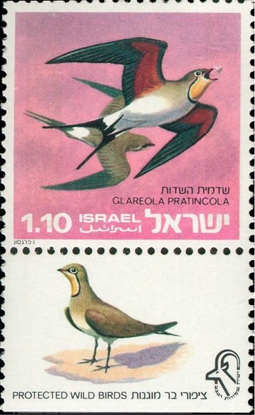 Collared Pratincole (Glareola pratincola)