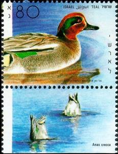 Stamp with Collectible Margin, Common Teal (Anas crecca), Israel,  , Animals (Fauna), Birds, Ducks