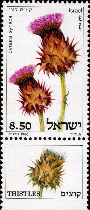 Cynara Syriaca