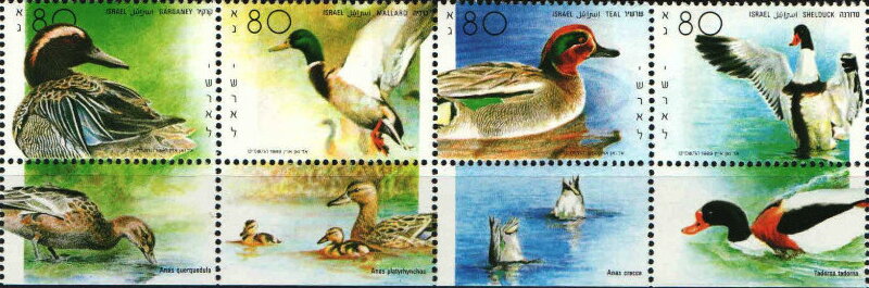 Ducks