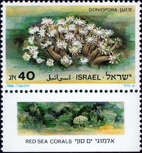 Flowerpot Coral (Goniopora)