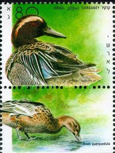 Stamp with Collectible Margin, Garganey (Anas querquedula), Israel,  , Animals (Fauna), Birds, Ducks