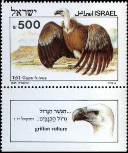 Stamp with Collectible Margin, Griffon Vulture (Gyps fulvus), Israel,  , Animals (Fauna), Birds, Birds of Prey, Vultures