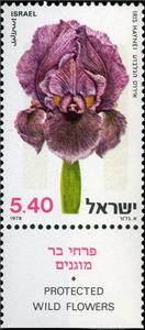 Stamp with Collectible Margin, Iris haynei, Israel,  , Flowers, Plants (Flora)