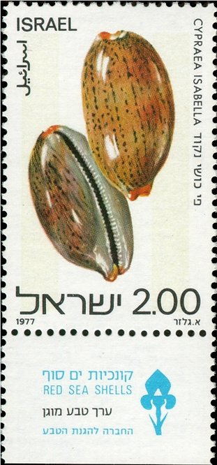 Isabel's Cowry (Cypraea isabella)