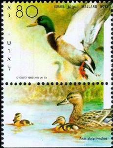 Stamp with Collectible Margin, Mallard (Anas platyrhynchos), Israel,  , Animals (Fauna), Birds, Ducks